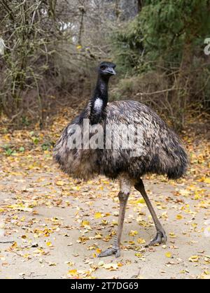 lo struzzo dell'uem sullo sfondo di una foresta autunnale Foto Stock