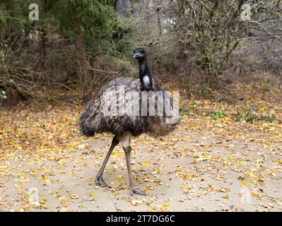 lo struzzo dell'uem sullo sfondo di una foresta autunnale Foto Stock