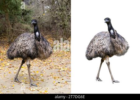 lo struzzo di uem sullo sfondo di una foresta autunnale e isolato su uno sfondo bianco per la comodità del designer Foto Stock