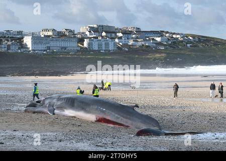 Newquay, Cornovaglia, Regno Unito. 15 novembre 2023. La triste vista di una balena fin lunga 16 metri, Balaenoptera physalis, si è riversata sull'iconica Fistral Beach di Newquay, in Cornovaglia, nel Regno Unito. Gordon Scammell/Alamy Live News Foto Stock