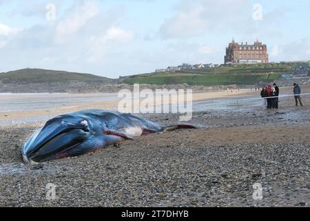 Newquay, Cornovaglia, Regno Unito. 15 novembre 2023. La triste vista di una balena fin lunga 16 metri, Balaenoptera physalis, si è riversata sull'iconica Fistral Beach di Newquay, in Cornovaglia, nel Regno Unito. Gordon Scammell/Alamy Live News Foto Stock