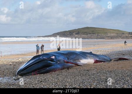 Newquay, Cornovaglia, Regno Unito. 15 novembre 2023. La triste vista di una balena fin lunga 16 metri, Balaenoptera physalis, si è riversata sull'iconica Fistral Beach di Newquay, in Cornovaglia, nel Regno Unito. Gordon Scammell/Alamy Live News Foto Stock