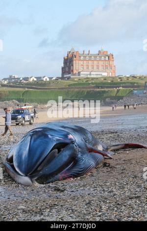 Newquay, Cornovaglia, Regno Unito. 15 novembre 2023. La triste vista di una balena fin lunga 16 metri, Balaenoptera physalis, si è riversata sull'iconica Fistral Beach di Newquay, in Cornovaglia, nel Regno Unito. Gordon Scammell/Alamy Live News Foto Stock