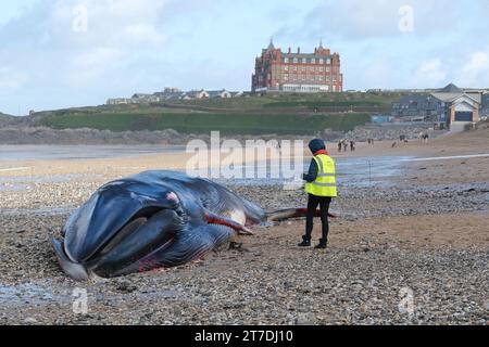 Newquay, Cornovaglia, Regno Unito. 15 novembre 2023. Un volontario della Marine Strandings Network si avvicina alla fin Whale Balaenoptera physalis lunga 16 metri, lavata a Fistral Beach a Newquay in Cornovaglia, nel Regno Unito, Gordon Scammell/Alamy Live News Foto Stock