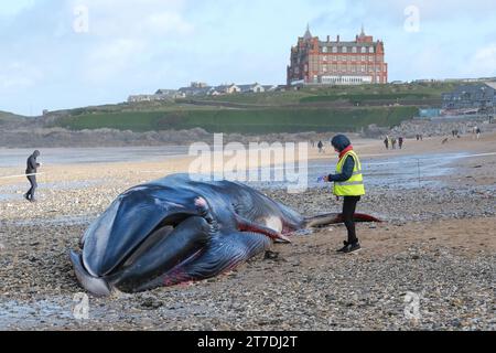 Newquay, Cornovaglia, Regno Unito. 15 novembre 2023. Un volontario della Marine Strandings Network si avvicina alla fin Whale Balaenoptera physalis lunga 16 metri, lavata a Fistral Beach a Newquay in Cornovaglia, nel Regno Unito, Gordon Scammell/Alamy Live News Foto Stock