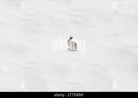 Lepre di montagna (Lepus timidus), nota anche come lepre blu, che cerca di apparire poco appariscente nel Parco Nazionale di Cairngorms, coperto di neve, Scozia, Regno Unito. Marzo Foto Stock