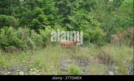 Cervo nel selvaggio del Canada Foto Stock