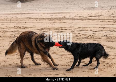 Leonberger sulla spiaggia Foto Stock
