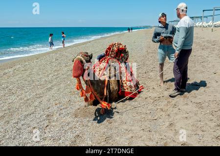 Cammello sulla spiaggia di Antalya, Turchia Foto Stock