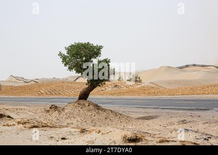 Un solitario albero di ginepro si erge alto nell'arido paesaggio desertico, con una strada tortuosa in primo piano Foto Stock