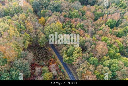 vista aerea con droni di una strada rurale in una foresta decidua autunnale Foto Stock