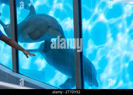 Through the Glass: A Man's Fascination with a Playful Dolphin Foto Stock