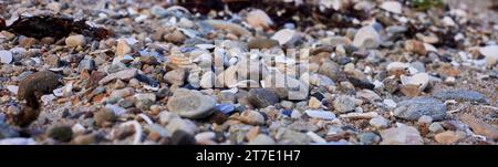 Una selezione di diversi tipi di pietra e conchiglie di mare rotte sulla spiaggia di Loch Fyne presso Otter Ferry Foto Stock