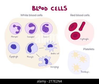 Diagramma illustrativo del vettore piatto delle cellule ematiche. Immagine educativa infografica per obiettivi di anatomia e fisiologia medica e umana. Illustrazione Vettoriale