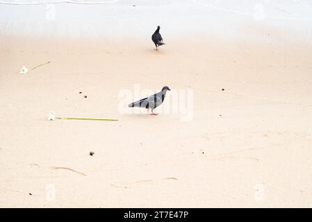 Due piccioni in cerca di cibo sulla sabbia della spiaggia. Vita selvaggia. Foto Stock