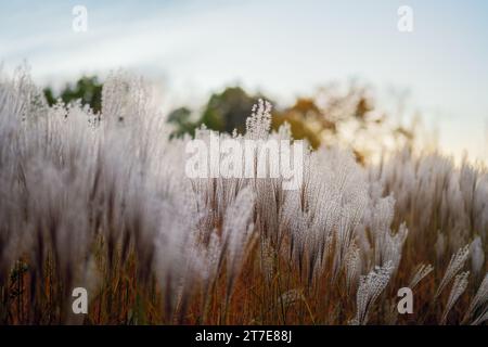 Primo piano delle erbe ornamentali al tramonto in autunno. Piume di erbe ornamentali Foto Stock