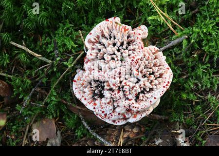 Hydnellum peckii, noto come fragole e crema, Hydnellum sanguinante o fungo dentale sanguinante, funghi selvatici provenienti dalla Finlandia Foto Stock