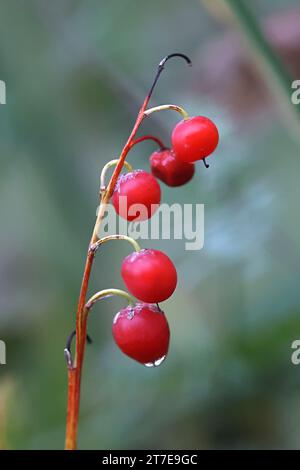 Bacche velenose rosse di Lily of the Valley, Convallaria majalis, pianta di bacche selvatiche provenienti dalla Finlandia Foto Stock