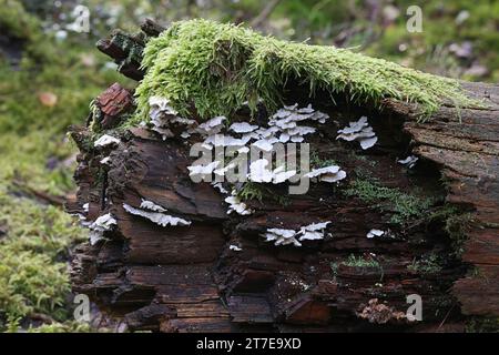 Postia floriformis, un poliporo che cresce su ceppo di abete rosso in Finlandia, senza nome comune inglese Foto Stock