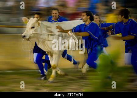 Fuga dal bue. Montefalco. Umbria. Italia Foto Stock