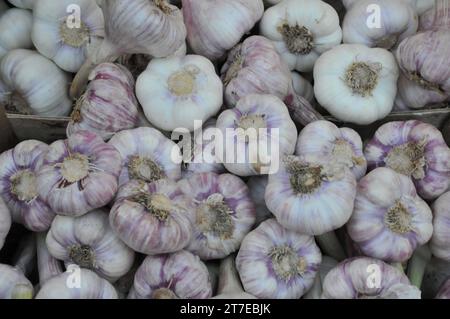 Copenhagen, Danimarca /15 novembre. 2023/acquirenti al mercato agricolo o al venditore di frutta e verdura a torvhallerne nella capitale danese. Torvhallerne. Foto.Francis Joseph Dean/Dean Pictures credito: Imago/Alamy Live News Foto Stock