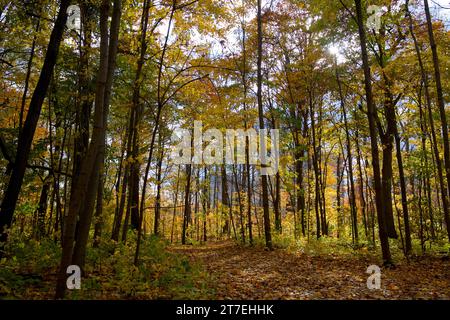 Lifestyle - Appartamento che vive con la foresta in primo piano Foto Stock