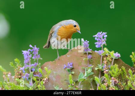 European robin erithacus rubecula, appollaiato su vaso di piante spezzate con fiori in giardino, County Durham, Inghilterra, Regno Unito, giugno. Foto Stock