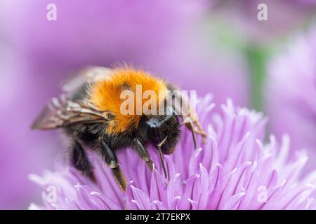 Tree Bumblebee Bombus hypnorum, che si nutre di fiori di erba cipollina in un confine con il giardino, Co Durham, giugno Foto Stock