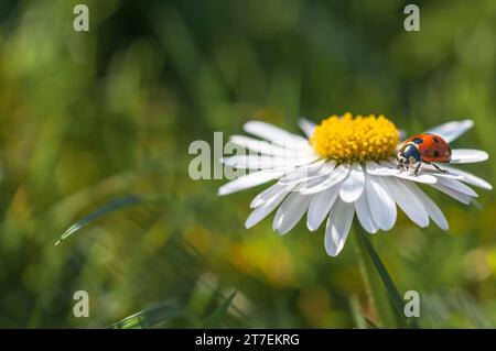 7-Spot Ladybird Coccinalla 7-punctata, che riposa su un fiore di margherita su un prato del giardino, marzo Foto Stock