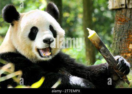 Panda gigante nella riserva naturale nazionale di Wolong, Sichuan, Cina Foto Stock