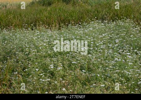 Großer Wasserfenchel, Grosser Wasserfenchel, Wasserfenchel, Wasser-Rebendolde, Wasserpferdesaat, Wasser-Pferdesaat, Oenanthe aquatica, wat a lievitazione fine Foto Stock