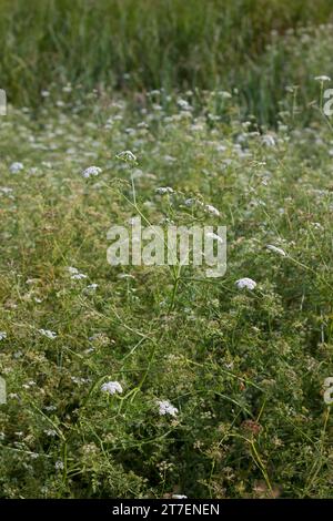 Großer Wasserfenchel, Grosser Wasserfenchel, Wasserfenchel, Wasser-Rebendolde, Wasserpferdesaat, Wasser-Pferdesaat, Oenanthe aquatica, wat a lievitazione fine Foto Stock