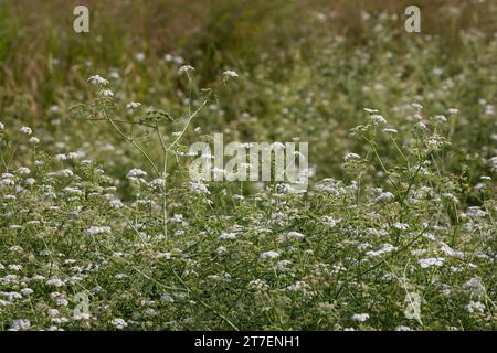 Großer Wasserfenchel, Grosser Wasserfenchel, Wasserfenchel, Wasser-Rebendolde, Wasserpferdesaat, Wasser-Pferdesaat, Oenanthe aquatica, wat a lievitazione fine Foto Stock