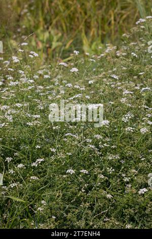 Großer Wasserfenchel, Grosser Wasserfenchel, Wasserfenchel, Wasser-Rebendolde, Wasserpferdesaat, Wasser-Pferdesaat, Oenanthe aquatica, wat a lievitazione fine Foto Stock