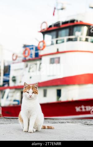 Un gatto bianco e zenzero si siede sullo sfondo di una barca ancorata in un porto. Turchia Foto Stock