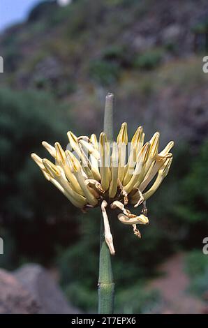 Cardoncillo (Ceropegia dichotoma) è una pianta succulenta endemica delle Isole Canarie occidentali. Fiori dettaglio. Foto Stock