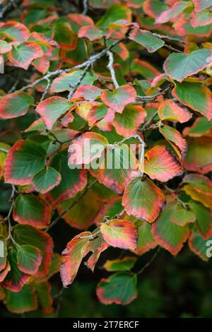 hamamelis intermedia buccia d'arancia, nocciolo di strega buccia d'arancia, foglie autunnali Foto Stock