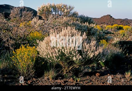 Retama del Teide o retama del Pico (Spartocytisus supranubius) è un arbusto endemico delle montagne di Tenerife e la Palma. Questa foto è stata scattata a Cana Foto Stock