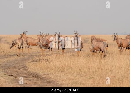 Topi Antelopes a Masai Mara Kenya Africa Foto Stock