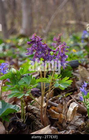 Corydalis cava, fiori primaverili viola di corydalis, macro, primo piano. Foto Stock