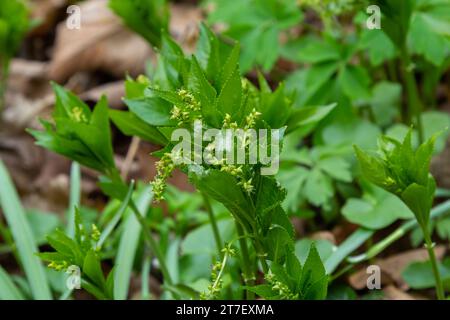 Mercurio per cani, Mercurialis perennis, che cresce nel legno. Massa di piante boschive in fiore nella primavera britannica, nella famiglia Euphorbiaceae. Foto Stock