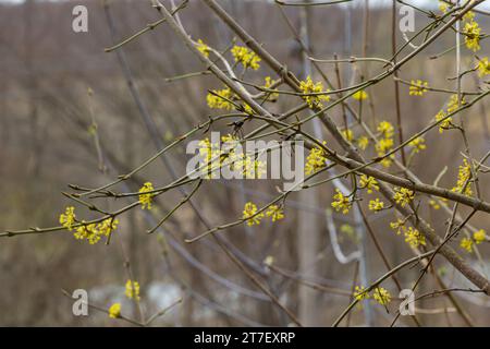 In primavera dogwood è reale, Cornus mas, fiorisce in natura. Pianta medicinale. Foto Stock