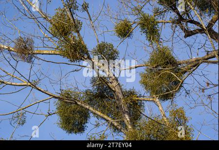 Un albero malato appassito attaccato da vischio, vischio. Sono arbusti emiparassitari legnosi e obligate. Foto Stock