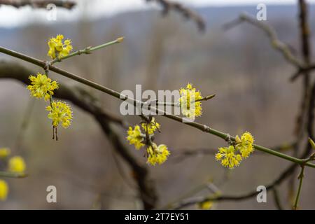 In primavera dogwood è reale, Cornus mas, fiorisce in natura. Pianta medicinale. Foto Stock