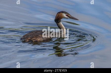 Great Crested Grebes sul lago Mouldon, Wiltshire Foto Stock