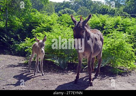 05.07.2021 Eselfohlen & Eselin Deutschland/ Ssachsen Anhalt/ Altmark/ Stadt Klötze/ Tierpark/ Tiergehege/ Hausesel/ Eselin mit einen Tag altem Fohlen/ Muttertier Wenke geboren am 24.06.2012/ Eselfohlen geboren am 04.07.2021/ Hengstfohlen *** 05 07 2021 Donkey foal Donkey Klötze Park Germania Tiergehsen Tierkey Angehsen Tierkey Park vecchia diga foal Wenke nato il 24 06 2012 asino foal nato il 04 07 2021 colt Credit: Imago/Alamy Live News Foto Stock