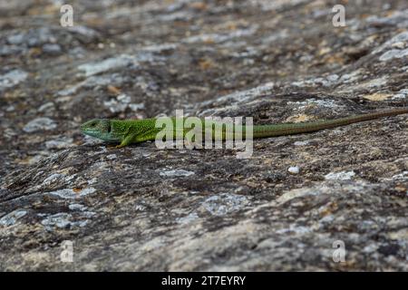 Lacerta viridis, lucertola verde e blu con zecche, foto macro di una lucertola, lucertola verde europea. Foto Stock