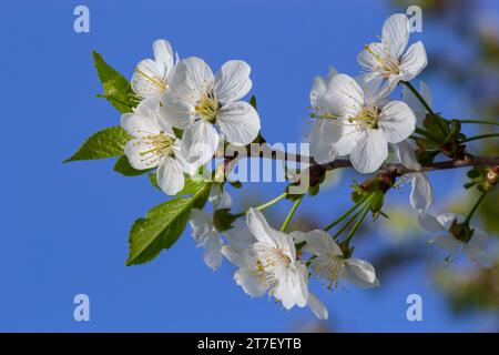 Prunus cerasus fiori di albero fiorito, gruppo di bellissimi petali bianchi crostata nani fiori di ciliegio in fiore contro il cielo blu alla luce del sole. Foto Stock