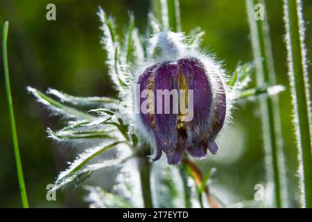 Pasqua. Bel fiore di piccolo fiore pasque o pasqueflower su prato fiorito in latino Pulsatilla pratensis. Foto Stock