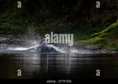 Aggressione Mute Swan maschile. Due cigni maschi (cygnus olor) combattono sul territorio. Foto Stock